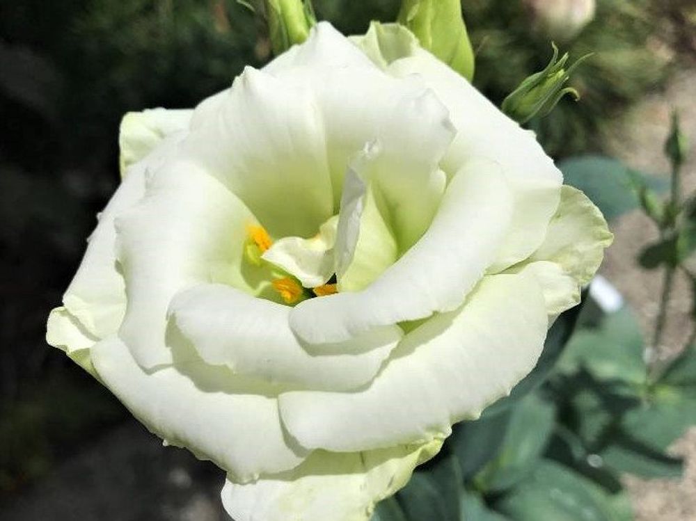 トルコギキョウ