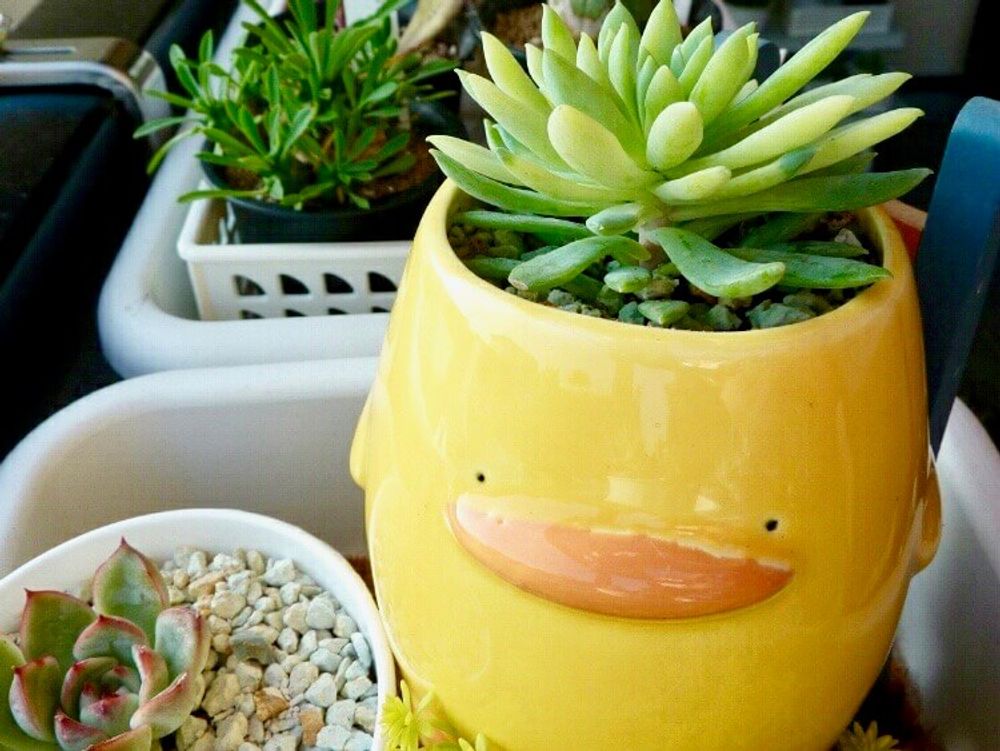 マグカップ　多肉