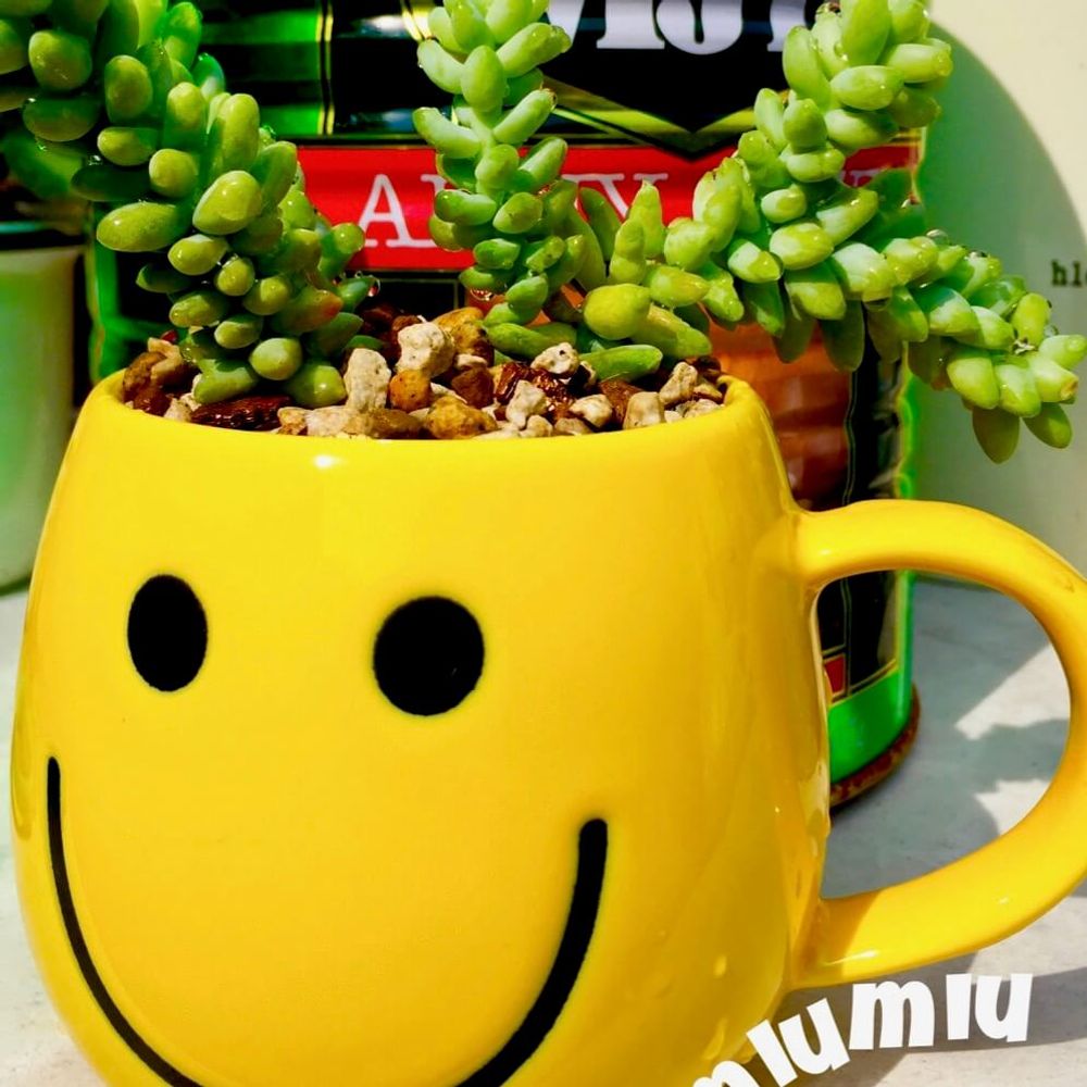 マグカップ　多肉