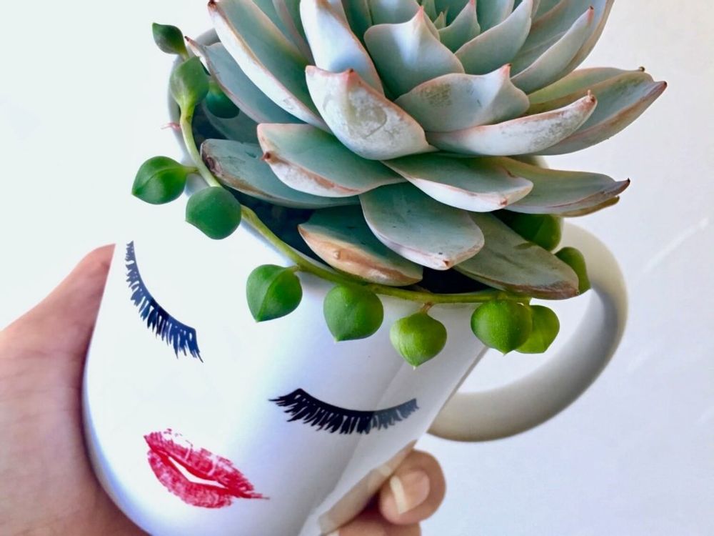 マグカップ　多肉