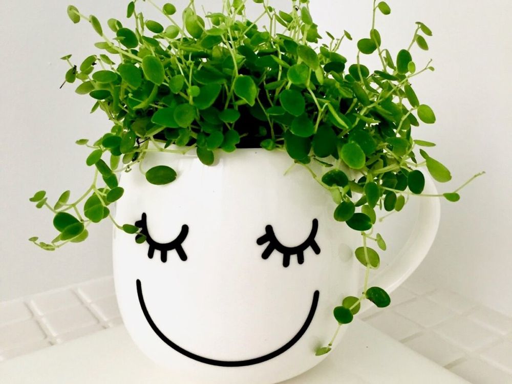 マグカップ　多肉