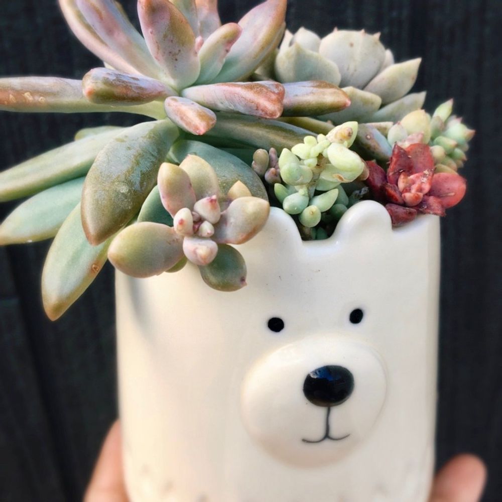 マグカップ　多肉