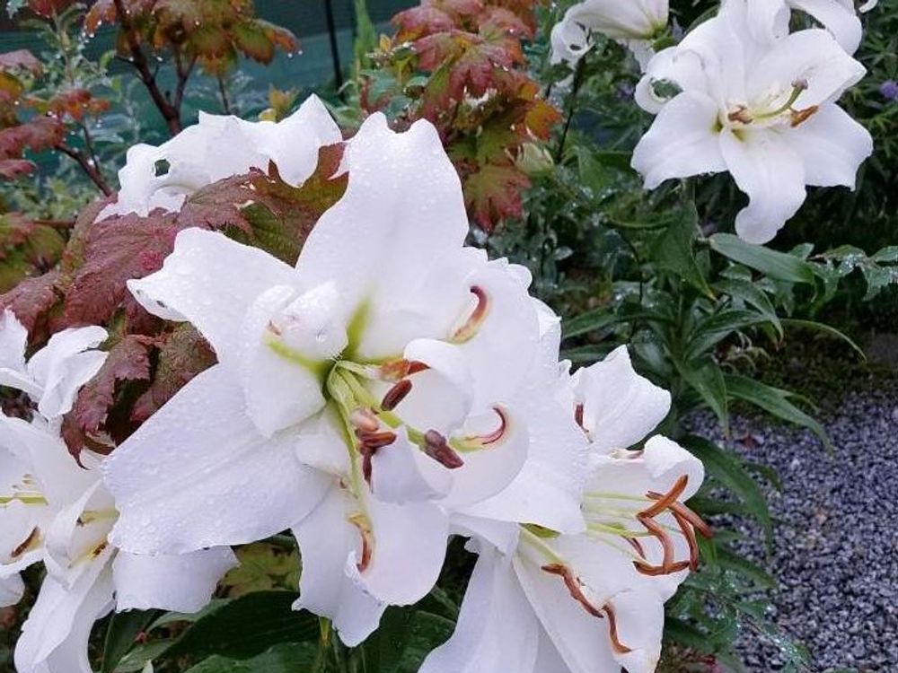 ダブルカサブランカ　白い花　地植え