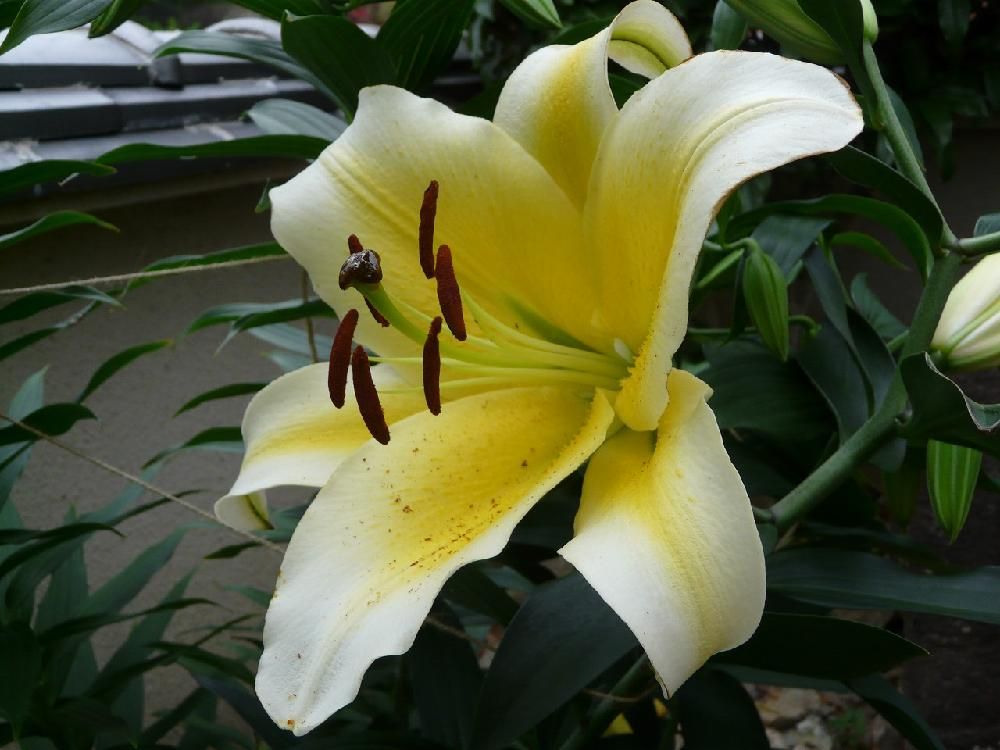 カサブランカ　黄色い花