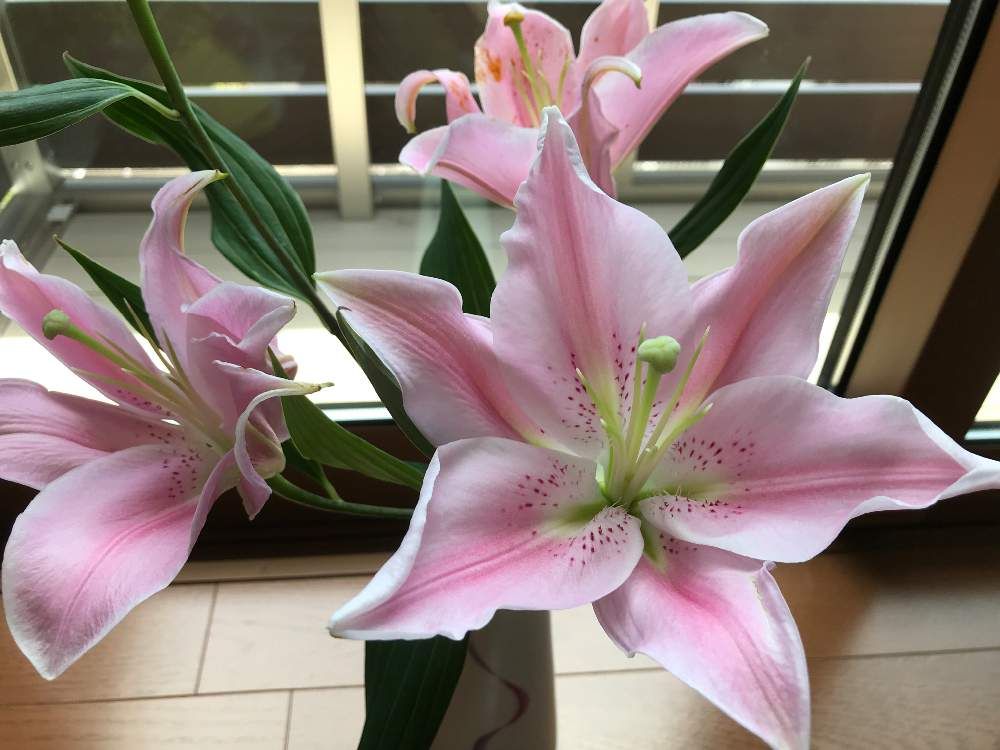 カサブランカ　ピンク色の花