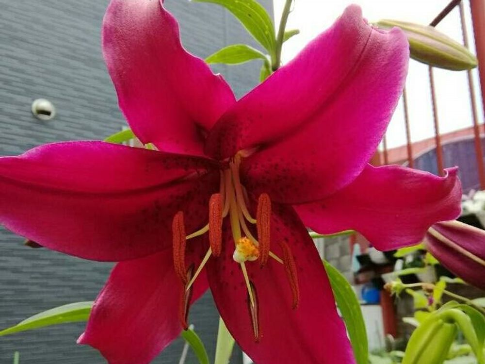 カサブランカ　赤い花