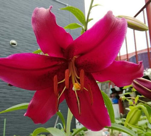 最も人気のある カサブランカ 花 種類 カサブランカ 花 種類