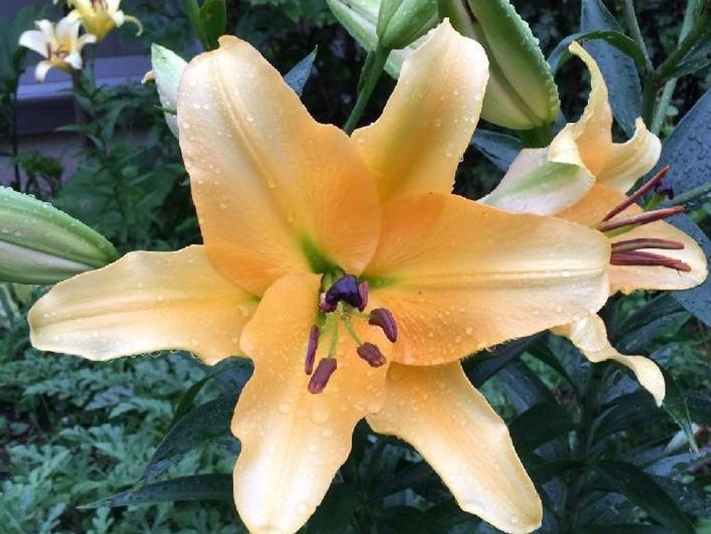 カサブランカ　オレンジ色の花