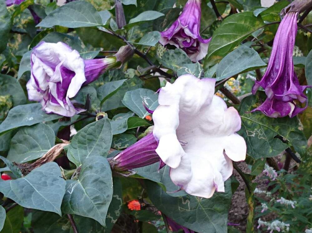 ダチュラ by あべべ