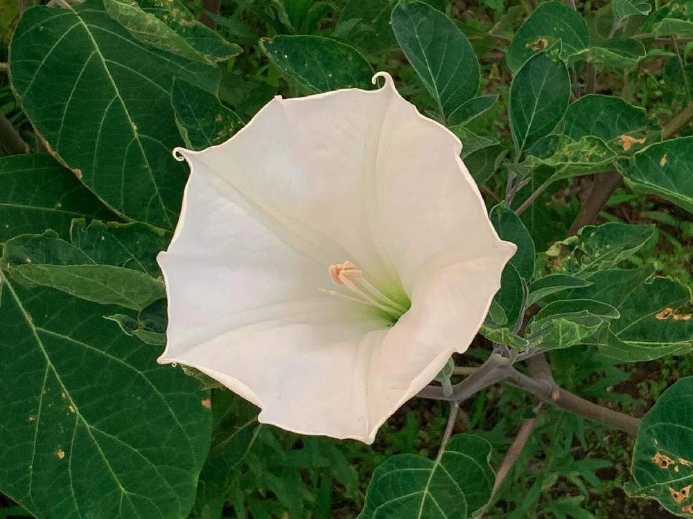 ダチュラ by naganoyama