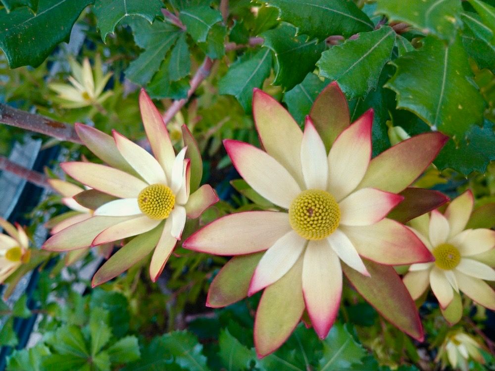 リューカデンドロン