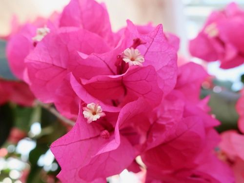 友情 絆 信頼の花言葉をもつ花9選 友達へ贈るのにおすすめなものは Greensnap グリーンスナップ