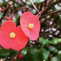 実は葉っぱじゃない？花のように美しく生きるカラーリーフたちの画像