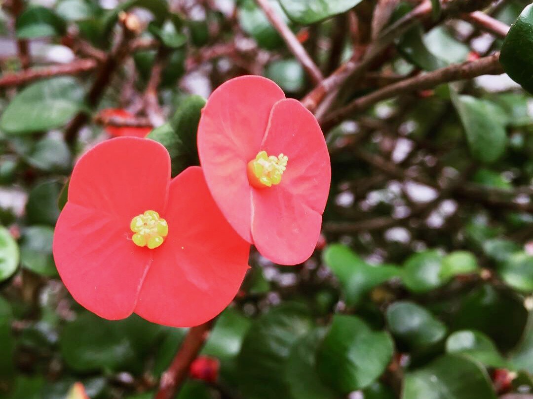 実は葉っぱじゃない 花のように美しく生きるカラーリーフたち Greensnap グリーンスナップ