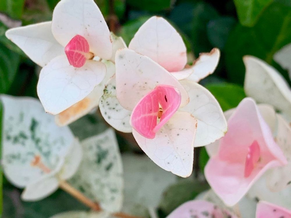 ハツユキカズラ