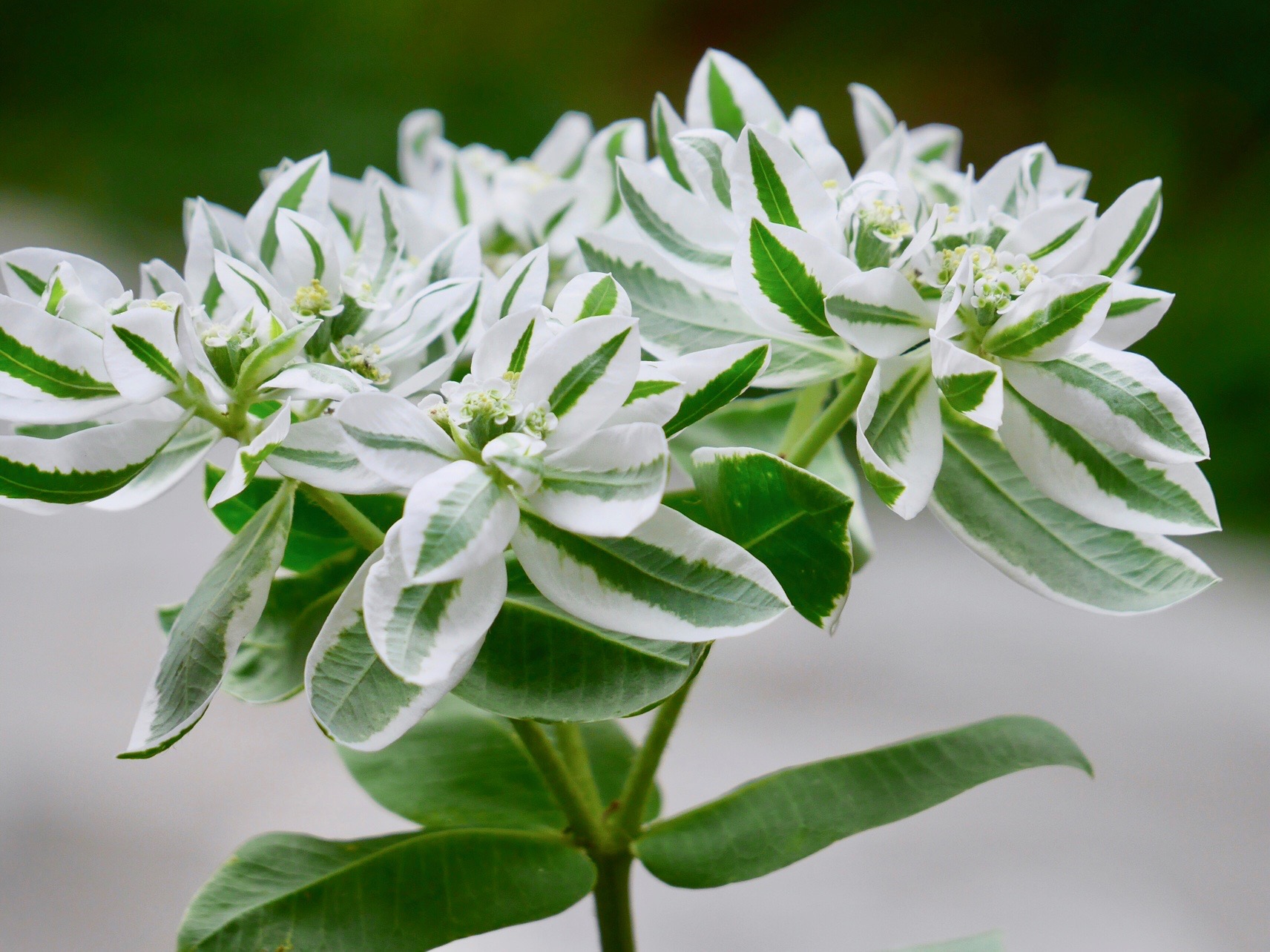 実は葉っぱじゃない 花のように美しく生きるカラーリーフたち Greensnap グリーンスナップ