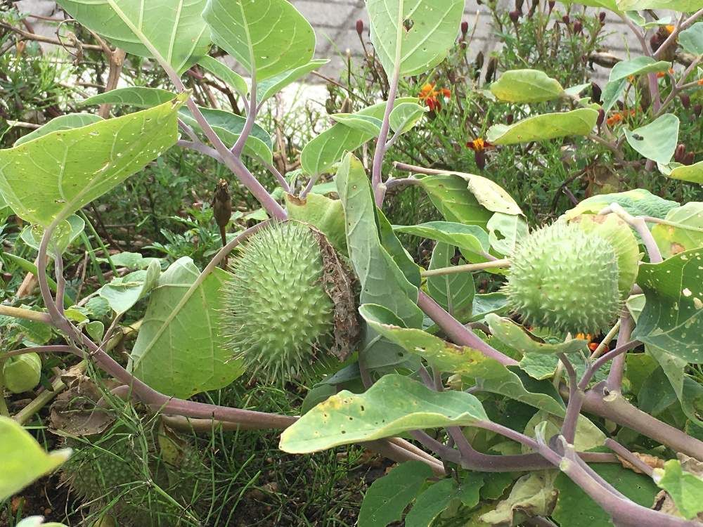 ダチュラ by まろ