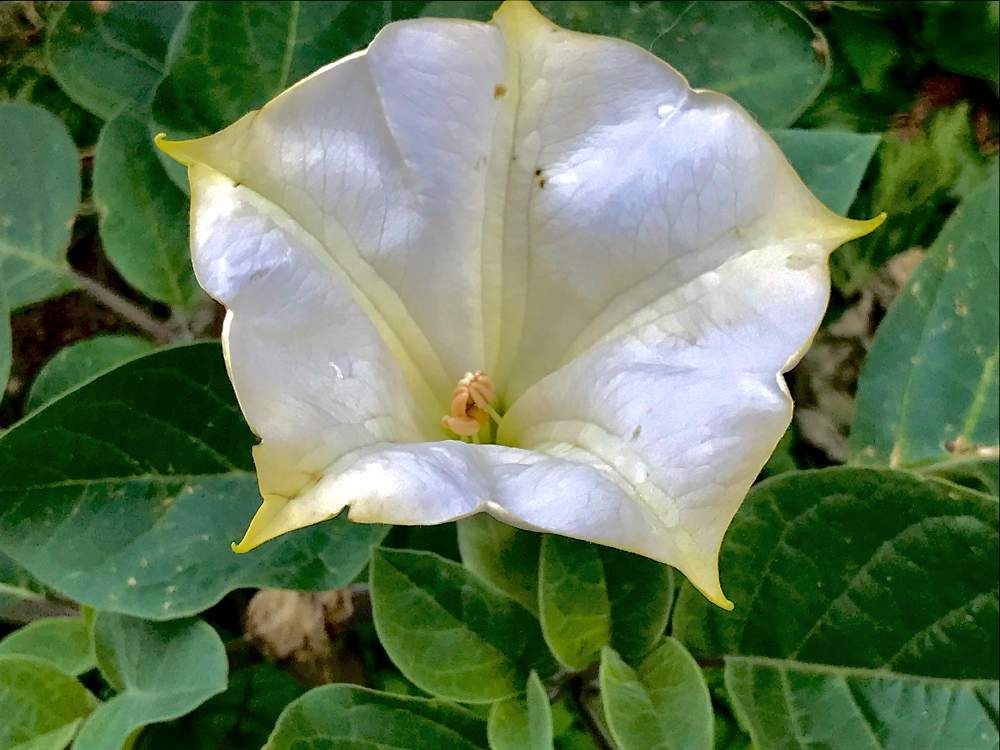 ダチュラ by ぽん