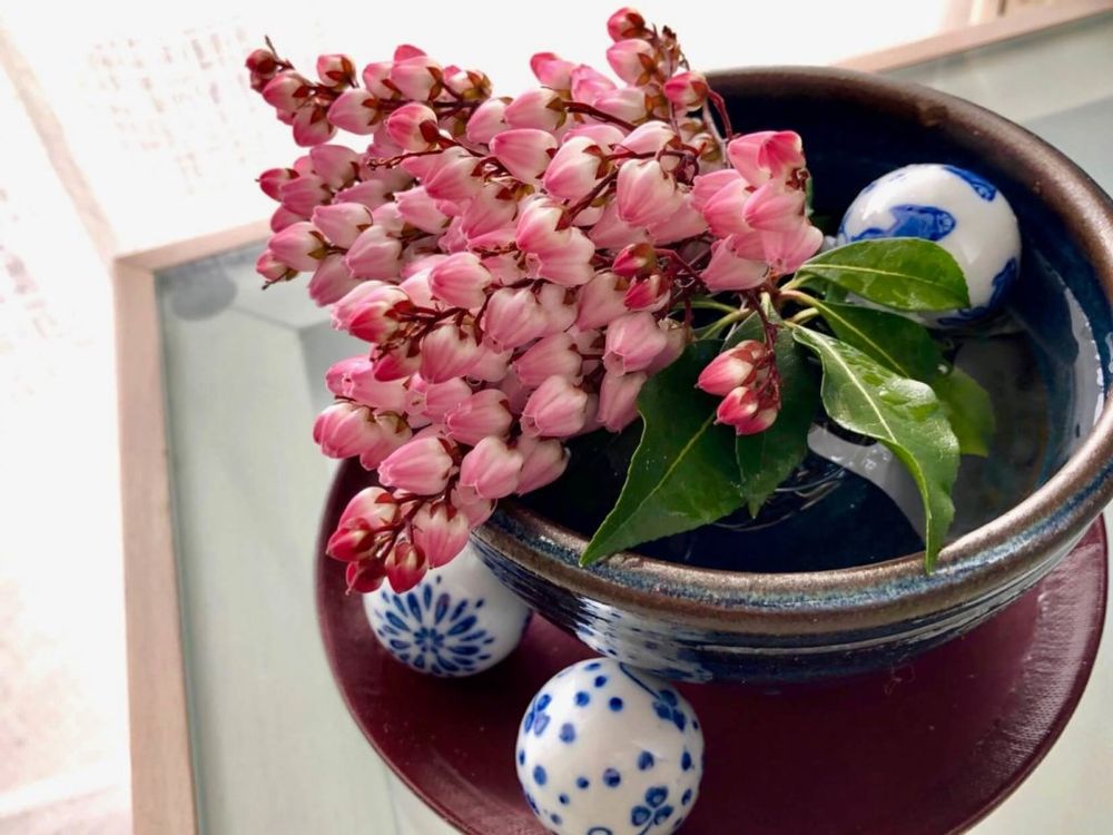 馬酔木　アセビ