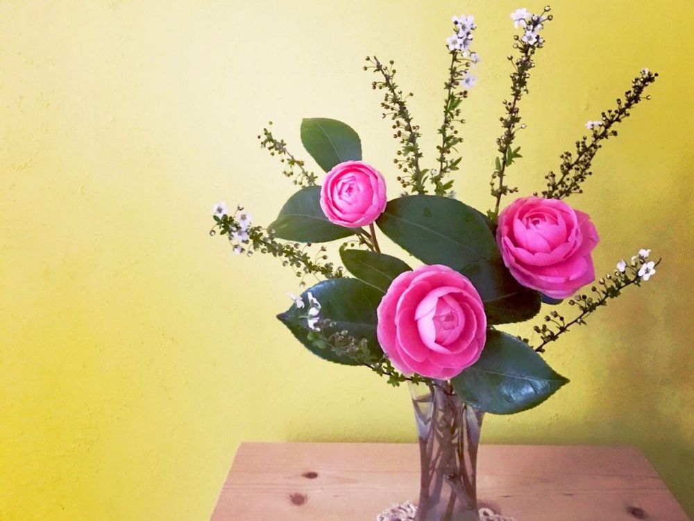 乙女椿　和モダン　