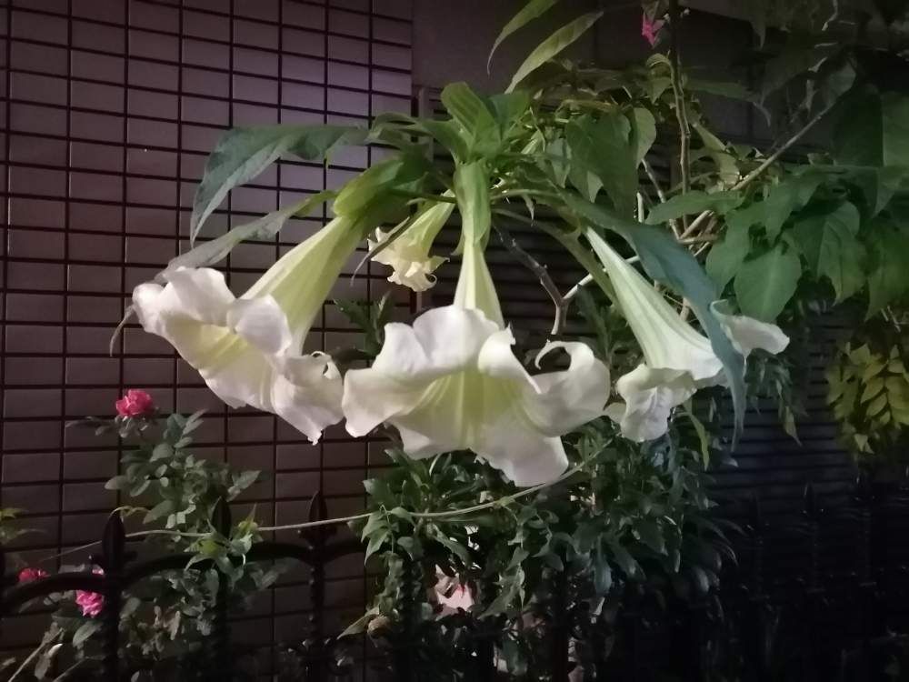 エンジェルストランペット by みゆー