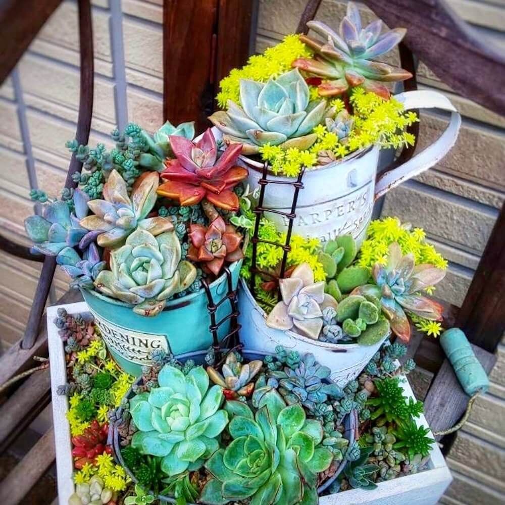 多肉植物　寄せ植え　多肉マンション