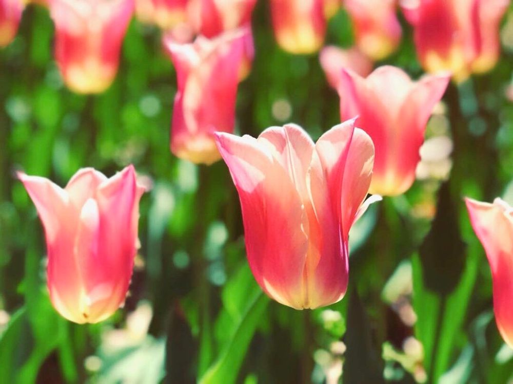 チューリップ　サンネ