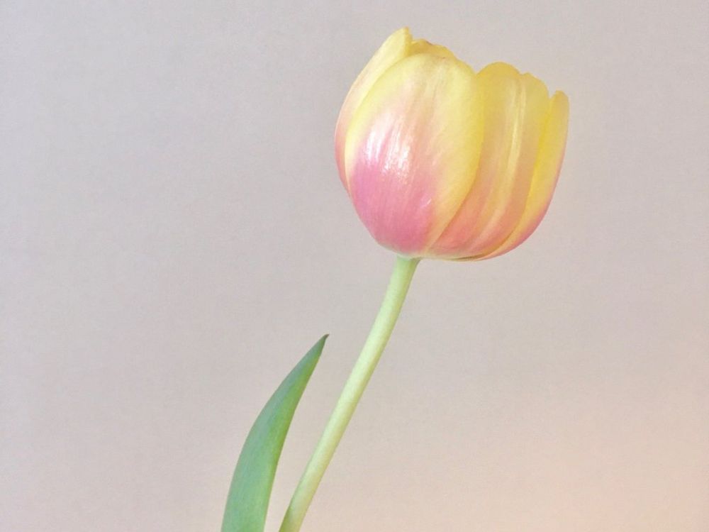 チューリップ オックスフォード