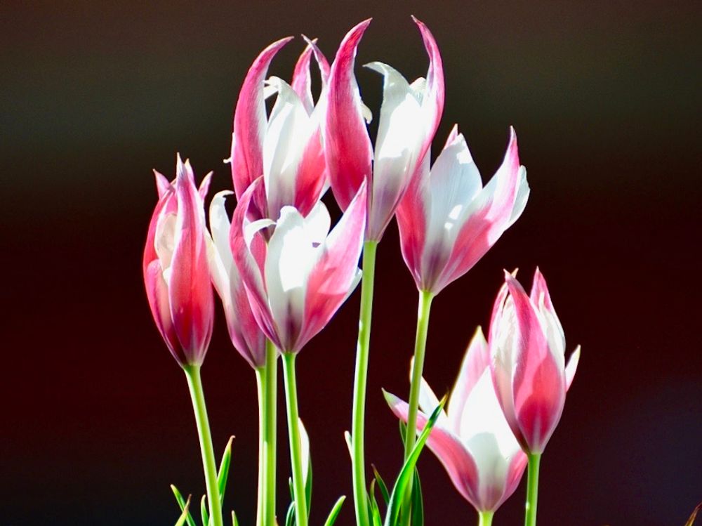 チューリップ　ペパーミントスティック