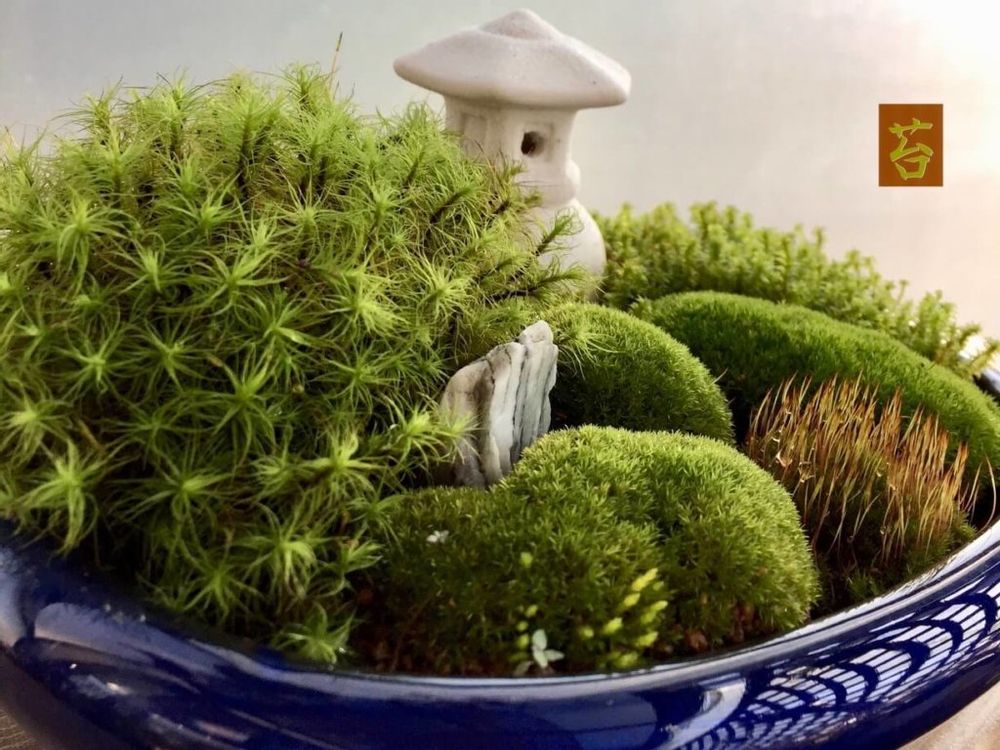 苔盆栽