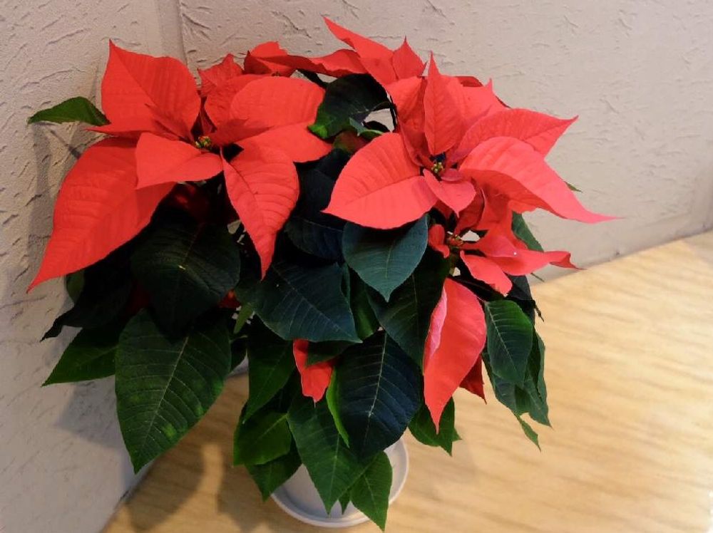 ポインセチア　赤い葉　鉢植え