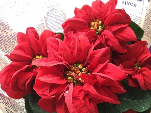 ポインセチアの花言葉 クリスマスに飾る意味は 何色の種類がある Greensnap グリーンスナップ ポインセチアの花言葉 クリスマスに飾る意味は 何色の種類がある Greensnap グリーンスナップ