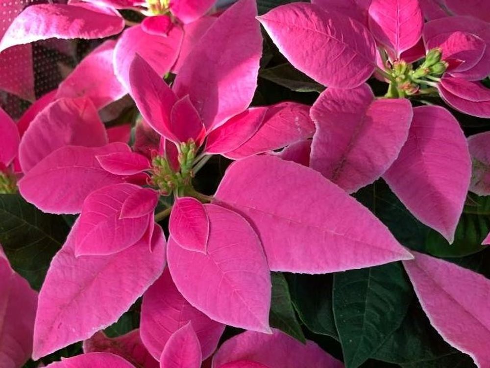 プリンセチア　ピンク色の葉