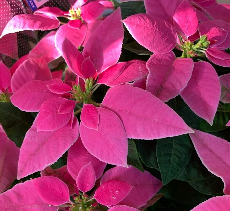 ポインセチアの花言葉 色別の意味や種類 クリスマスに飾る理由は Greensnap グリーンスナップ