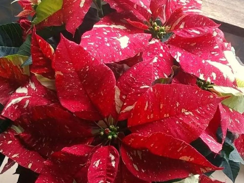 ジングルベル　赤い葉