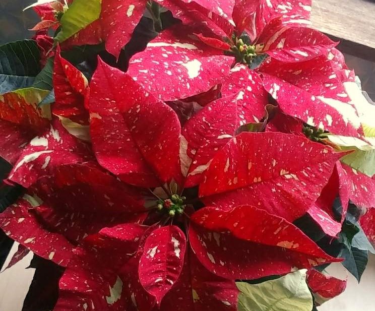 ポインセチアの花言葉 色別の意味や種類 クリスマスに飾る理由は Greensnap グリーンスナップ