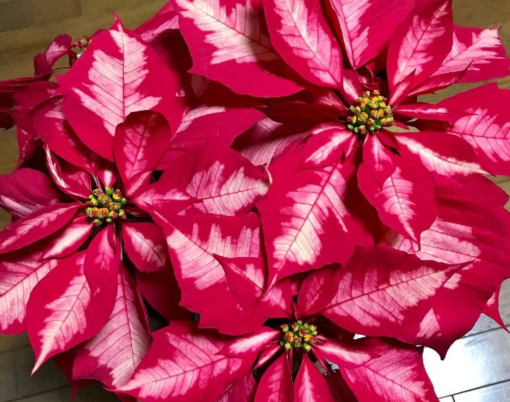 アイスパンチ　赤い葉