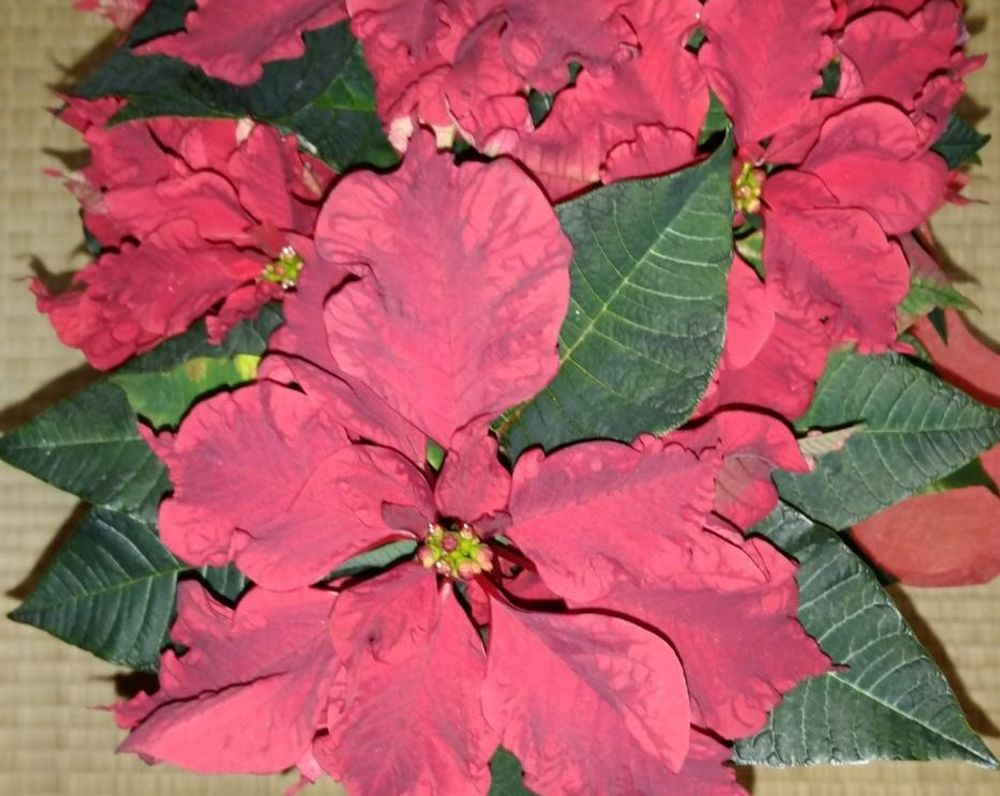 カルーセル　赤い葉