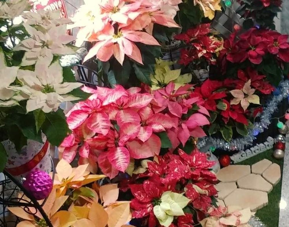 ポインセチア　カラーリーフ