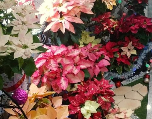 ポインセチアの花言葉 クリスマスに飾る意味は 何色の種類がある Greensnap グリーンスナップ