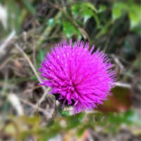 アザミ(薊)の花言葉｜色別の意味や種類、おすすめの食べ方は？の画像