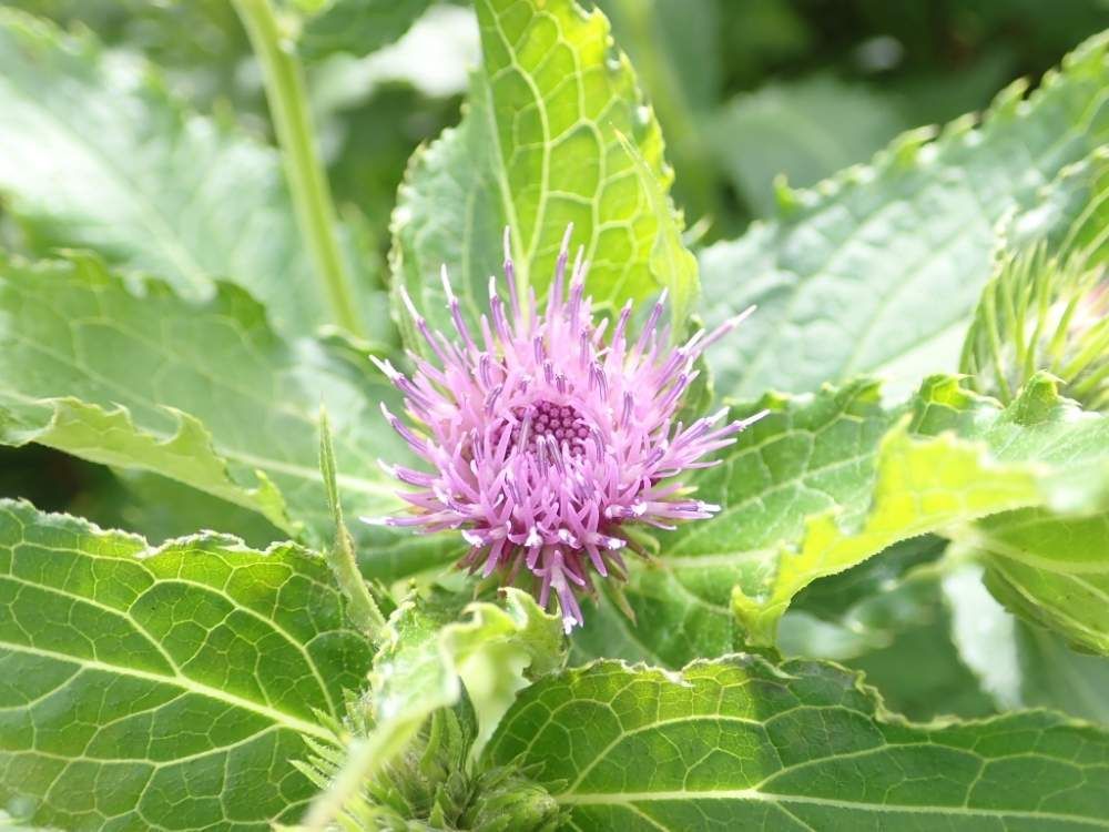 ウゴアザミ by 悪代官