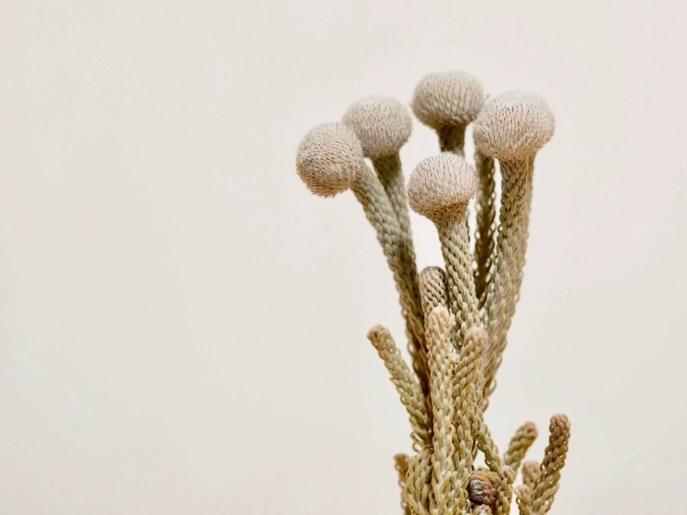 シルバー　ブルニア