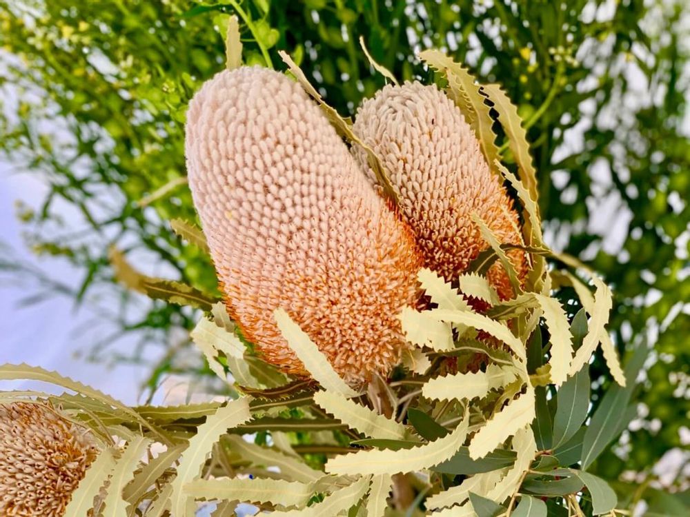 バンクシア　プリオノート