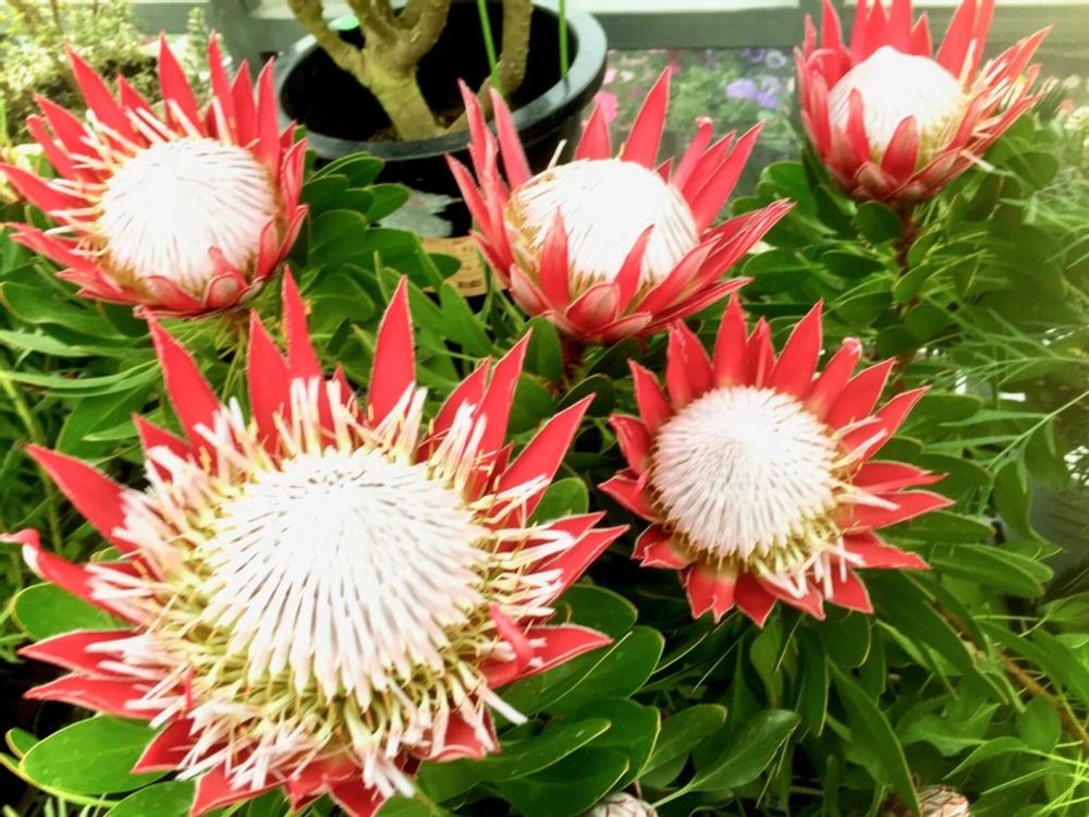 キング　プロテア