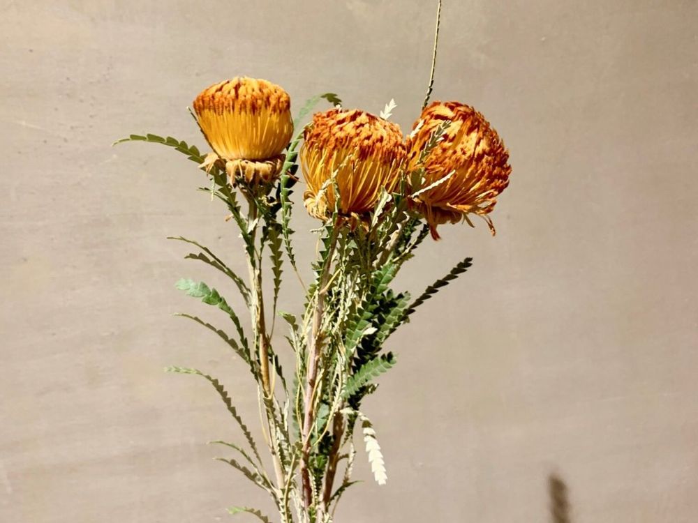 ドライアンドラ　フォルモーサ