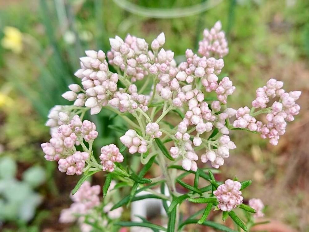 ライスフラワー