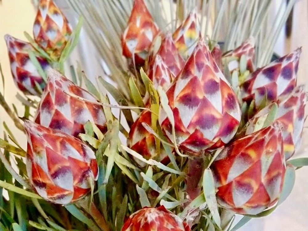 リューカデンドロン　プルムサム