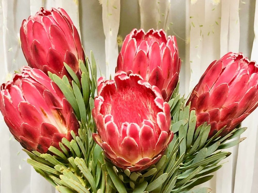 プロテア　ヴィーナス