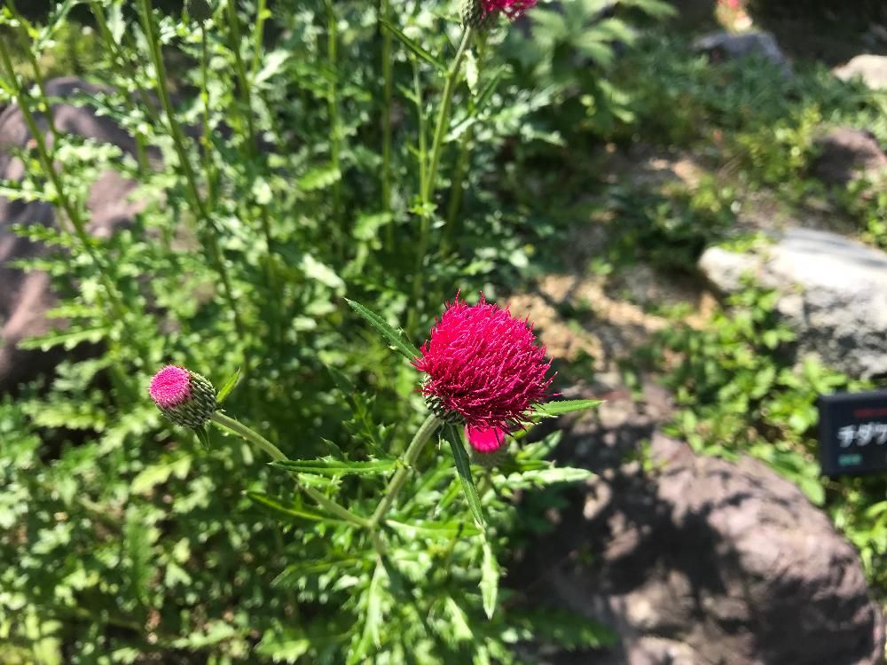 アザミ by みかん